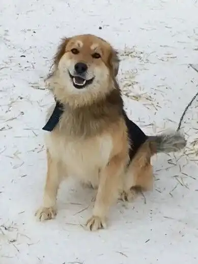 Пес ищет дом и любящих хозяев