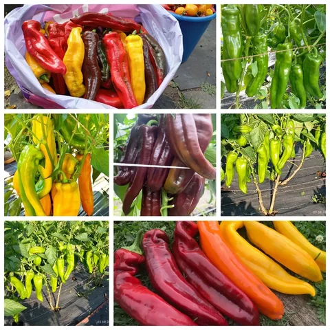 Набор семян перца Палермо разных цветов - частное объявление в Саратов