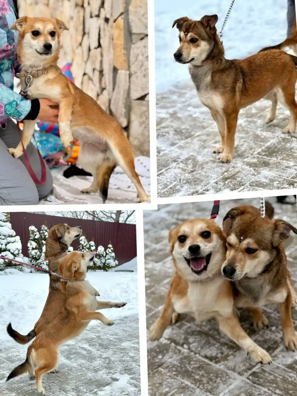 Коротколапые щенки Бэлла и Стелла ищут дом