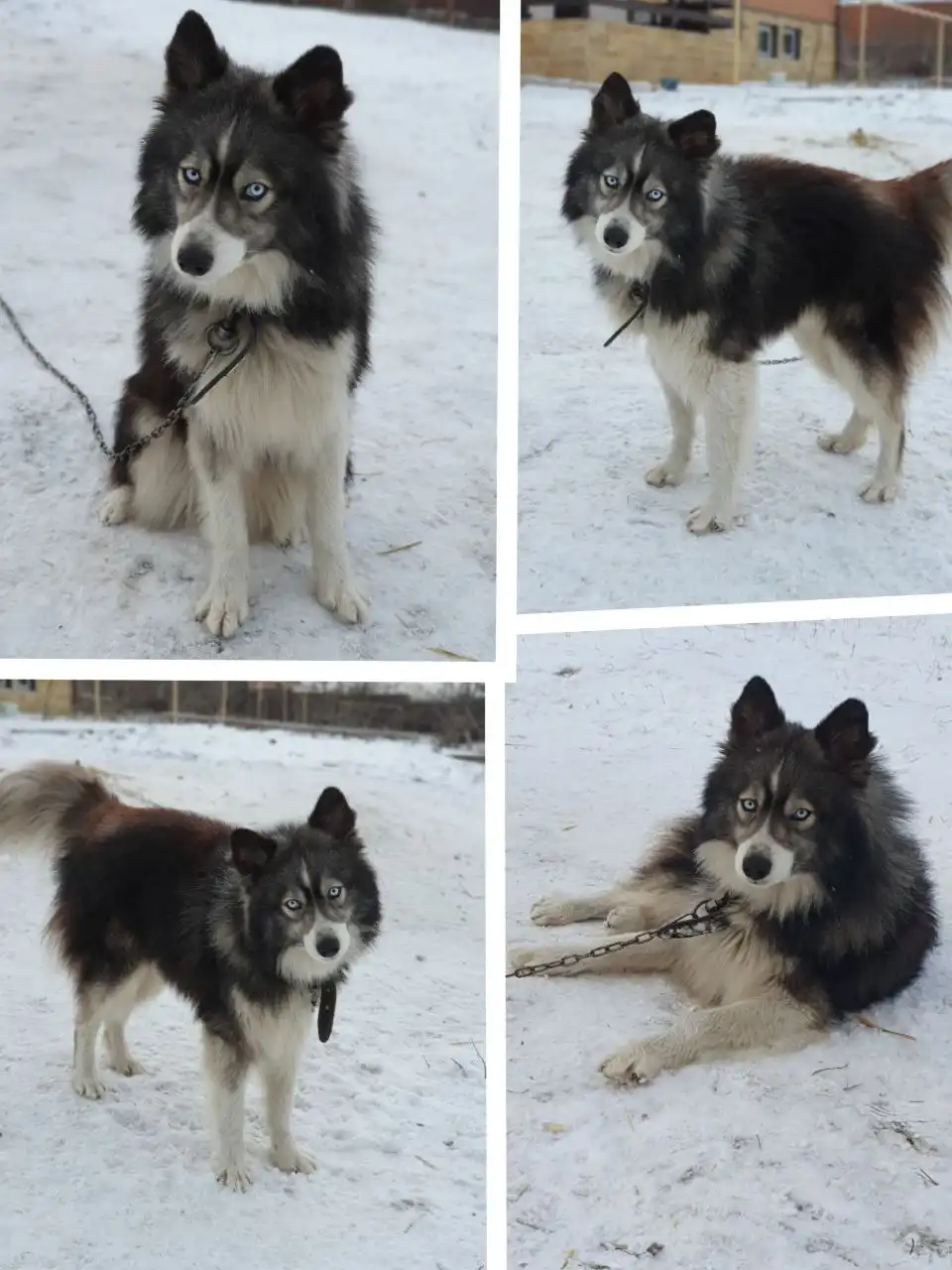 ШЕРХАН: голубоглазый пёс ищет хозяина