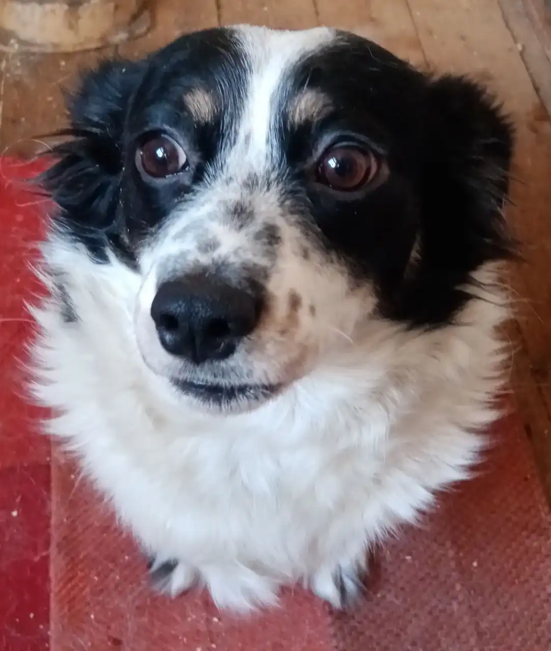 Найдена собака Маруся в Энгельсе