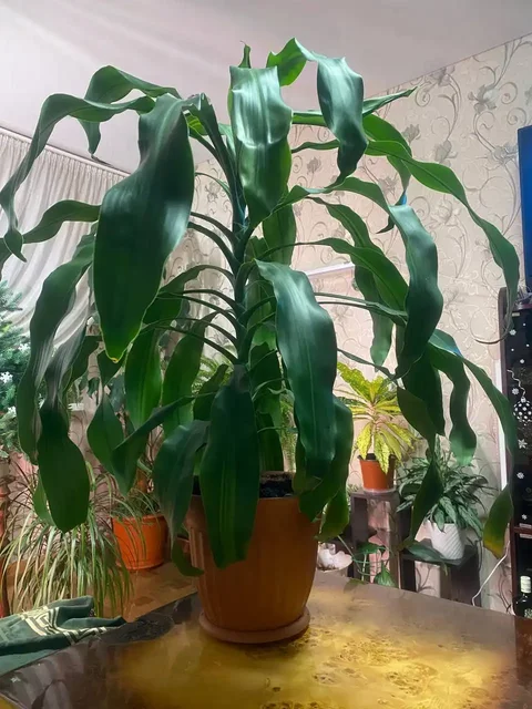 Продажа большой пышной драцены - Инструменты в Энгельс