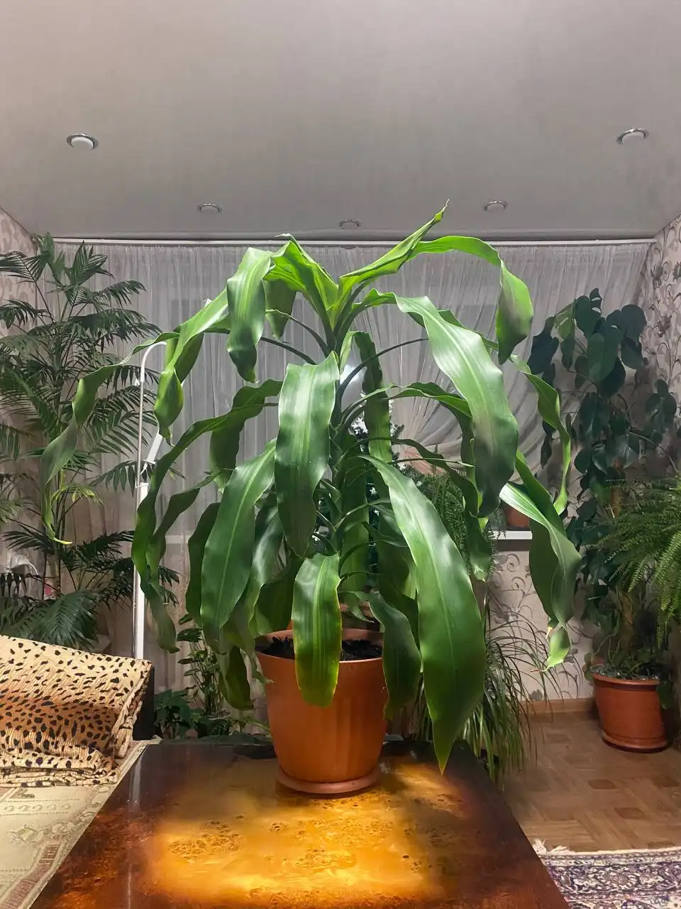 Продажа большой пышной драцены