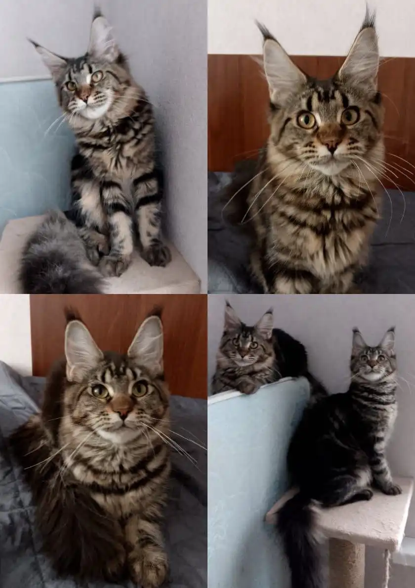 Котята британской породы 5 месяцев