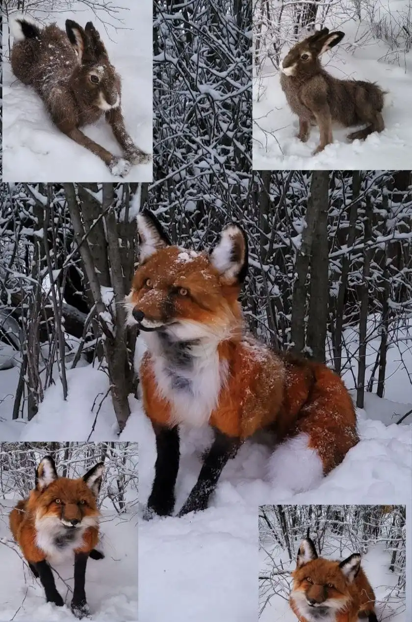 Трофеи дикой фауны: лис и заяц на подвижном каркасе - Трофеи и таксидермия (Хобби и отдых) в Энгельс