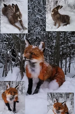 Трофеи дикой фауны: лис и заяц на подвижном каркасе - Хобби и отдых в Энгельс