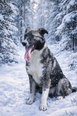 Собака Леля ищет дом в Саратове - частное объявление в Саратов