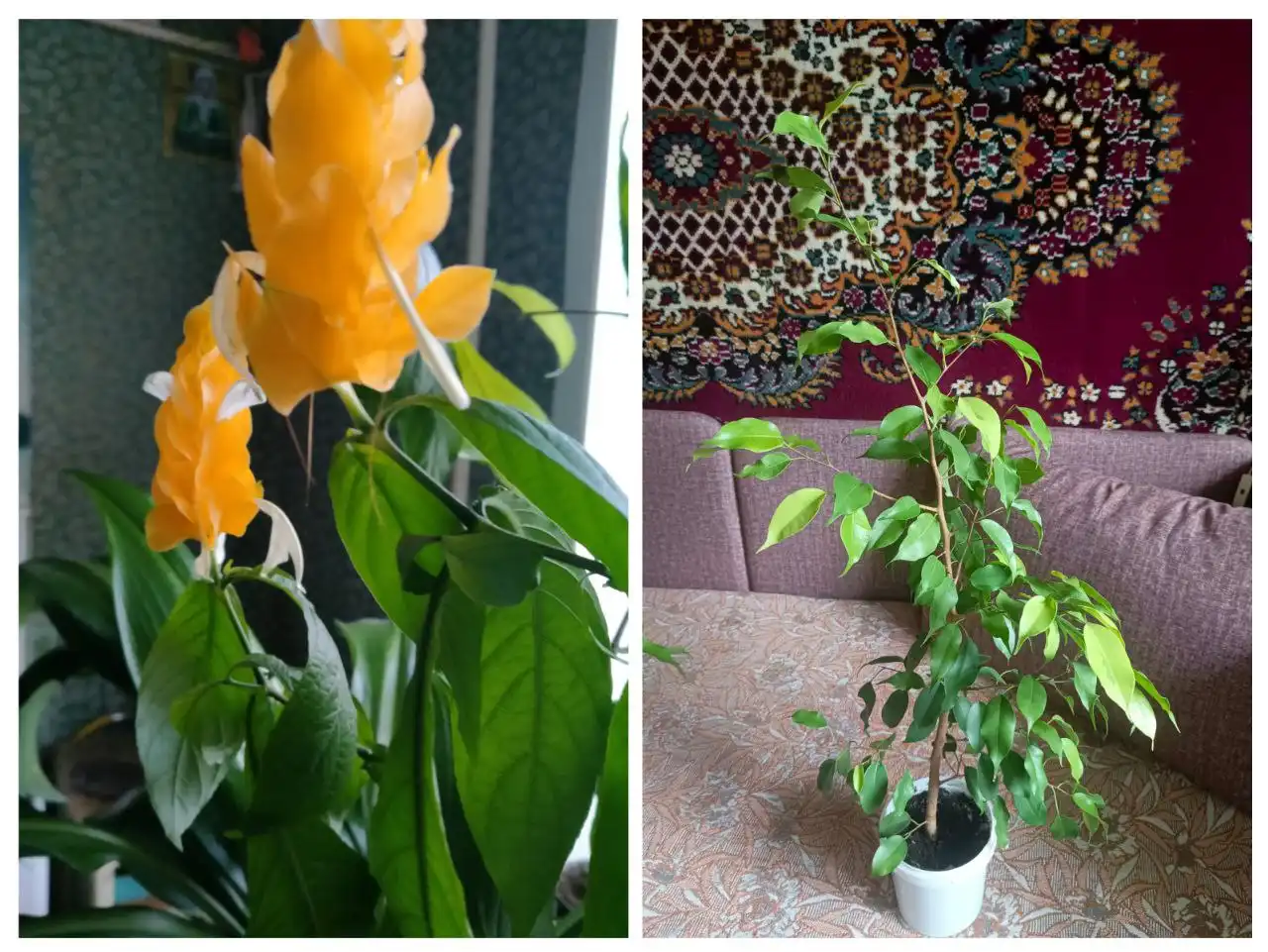 Продам растения Пахистахис и Фикус Бенджамина - Растения (Хобби и отдых) в Энгельс