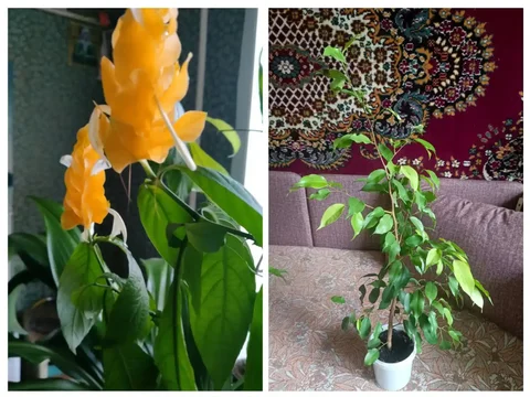 Продам растения Пахистахис и Фикус Бенджамина - Коньки в Энгельс