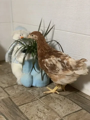 ЛОМАН БРАУН промышленный яичный кросс 1,5 мес+ - Птица в Саратов