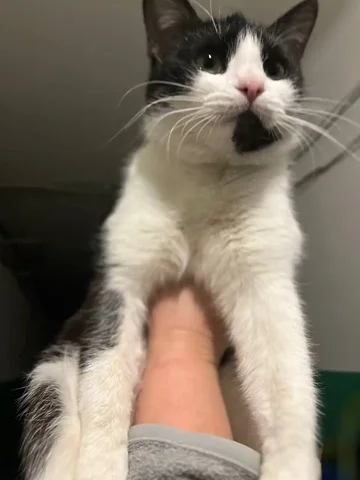 Молодая кошечка ищет дом - Кошки в Энгельс