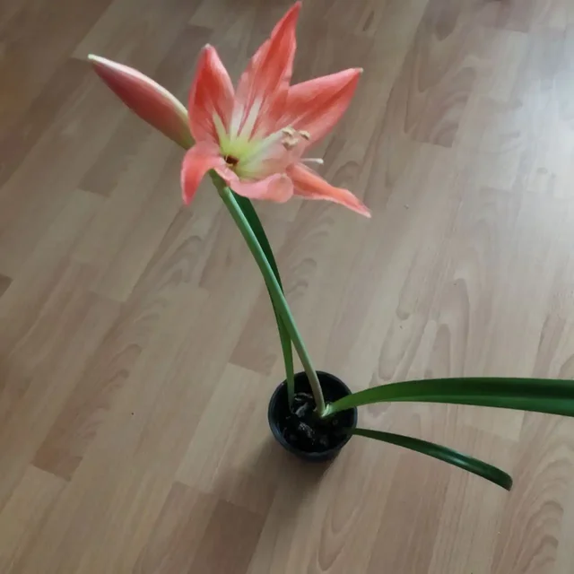 Продажа гиппеаструмов - Садоводство в Энгельс