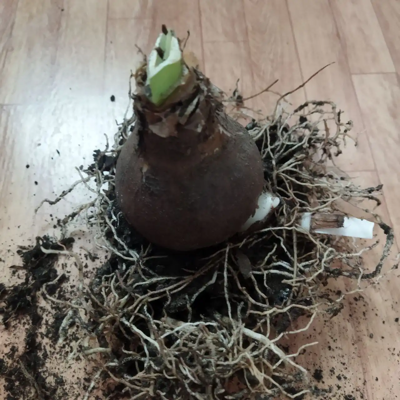 Продажа гиппеаструмов - Растения (Хобби и отдых) в Энгельс