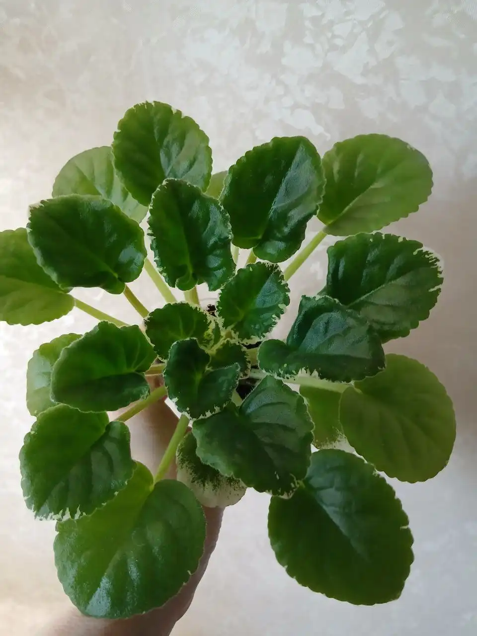 Продам молодую фиалку с синим цветением - Растения (Хобби и отдых) в Энгельс