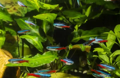 Продам аквариумных рыбок - частное объявление в Энгельс