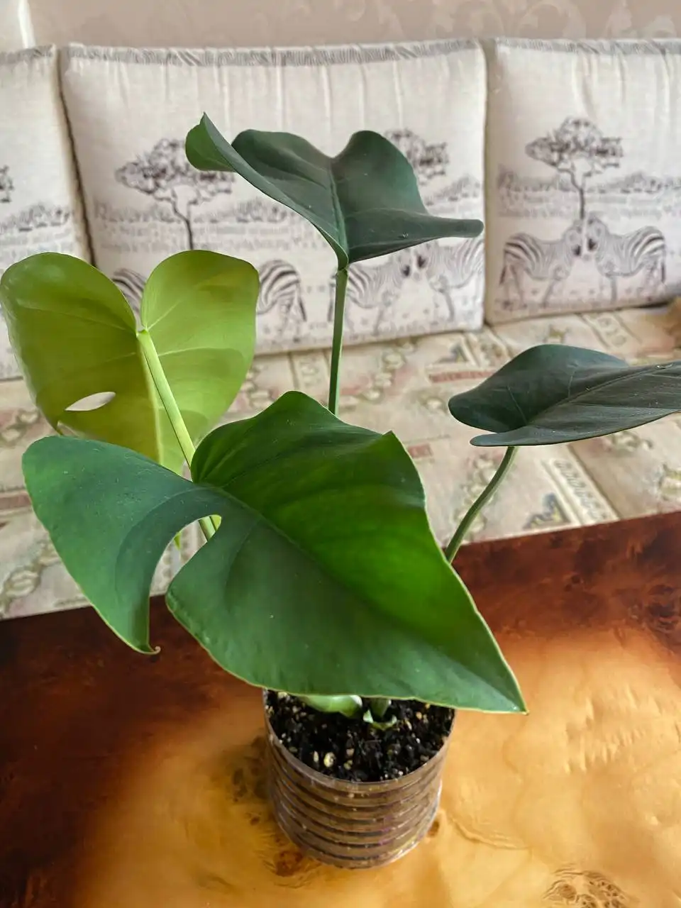 Продажа комнатных растений в активном росте - Комнатные растения (Хобби и отдых) в Энгельс