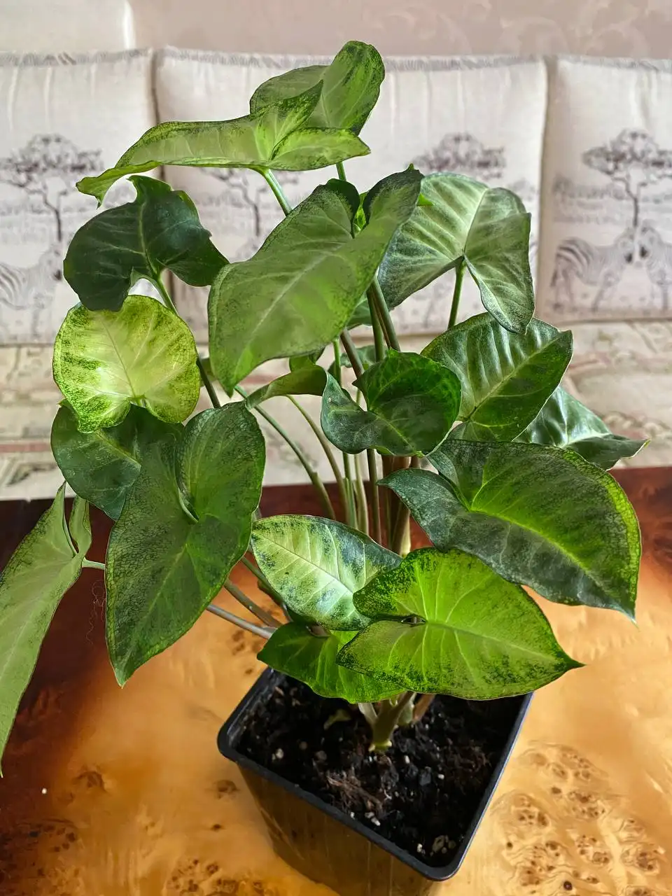 Продажа комнатных растений в активном росте - Комнатные растения (Хобби и отдых) в Энгельс