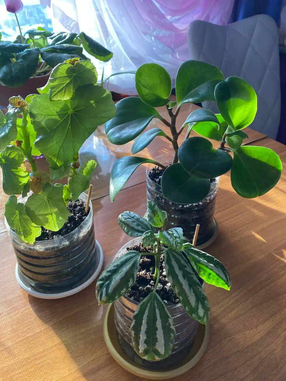 Продажа комнатных растений в активном росте - Комнатные растения (Хобби и отдых) в Энгельс