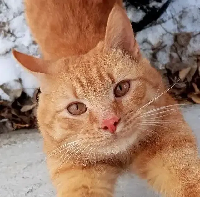 Пристраивается кот Огонёк - частное объявление в Энгельс