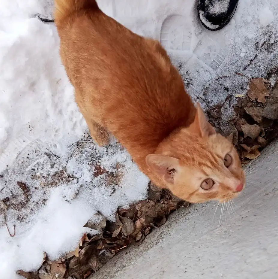 Пристраивается кот Огонёк - Кошки (Животные) в Энгельс