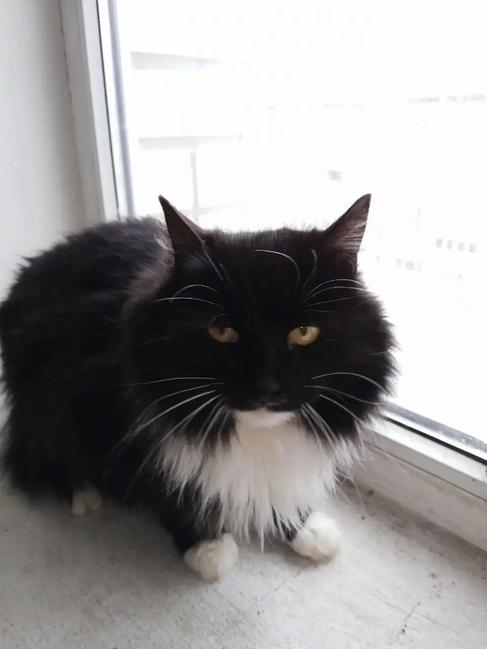 Кошка ищет новых хозяев - Кошки (Животные) в Энгельс