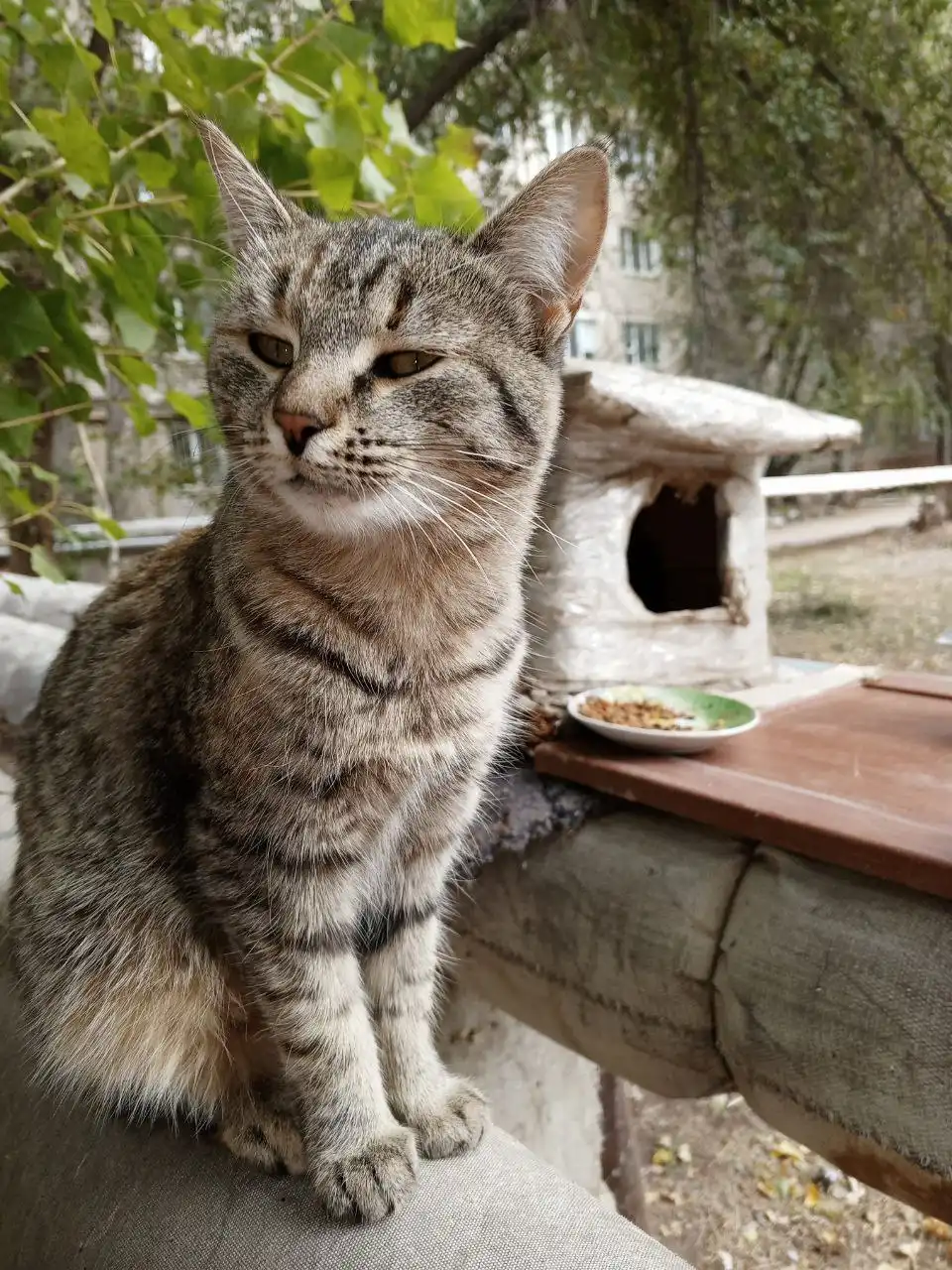 Кошка Ксюша ищет дом - Кошки (Животные) в Энгельс