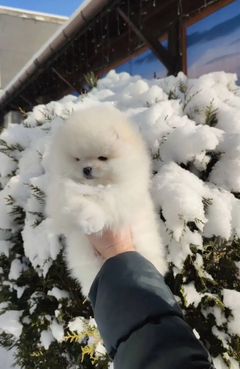Шпиц померанский девочка 6 месяцев - Собаки (Животные) в Энгельс