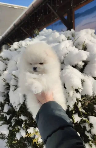 Шпиц померанский девочка 6 месяцев - частное объявление в Энгельс