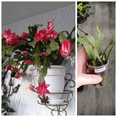 Укоренение растений под заказ - Косметология в Энгельс