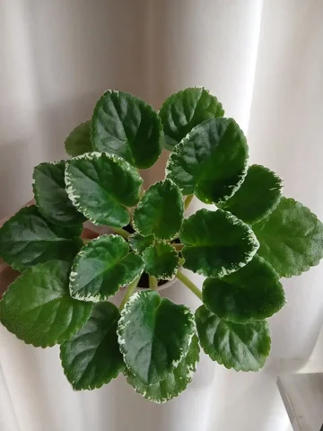 Продажа фиалки с вариегатным листом - Хобби и отдых в Энгельс