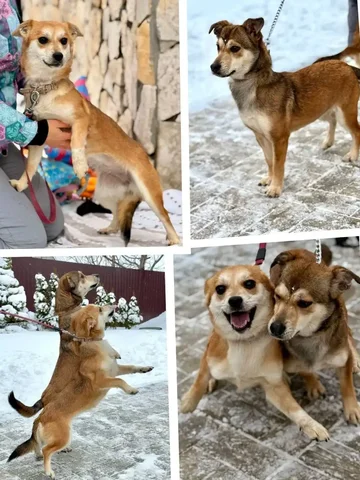 Щенки Бэлла и Стелла для ответственных хозяев - Собаки в Саратов