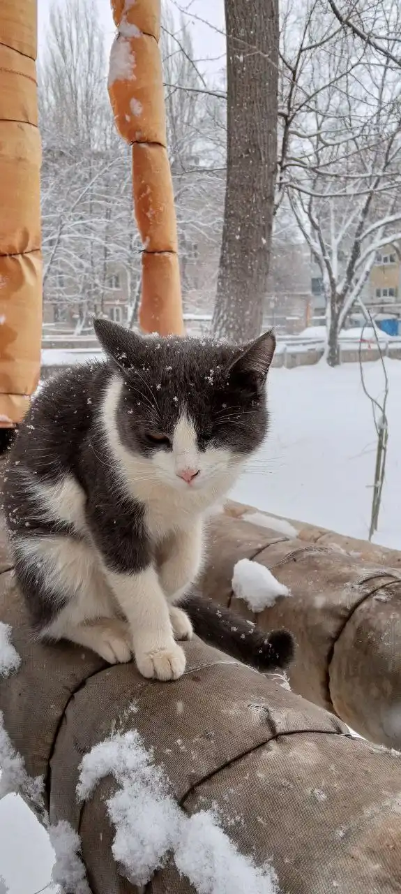 Кот Тимоша ищет дом - Кошки (Животные) в Энгельс