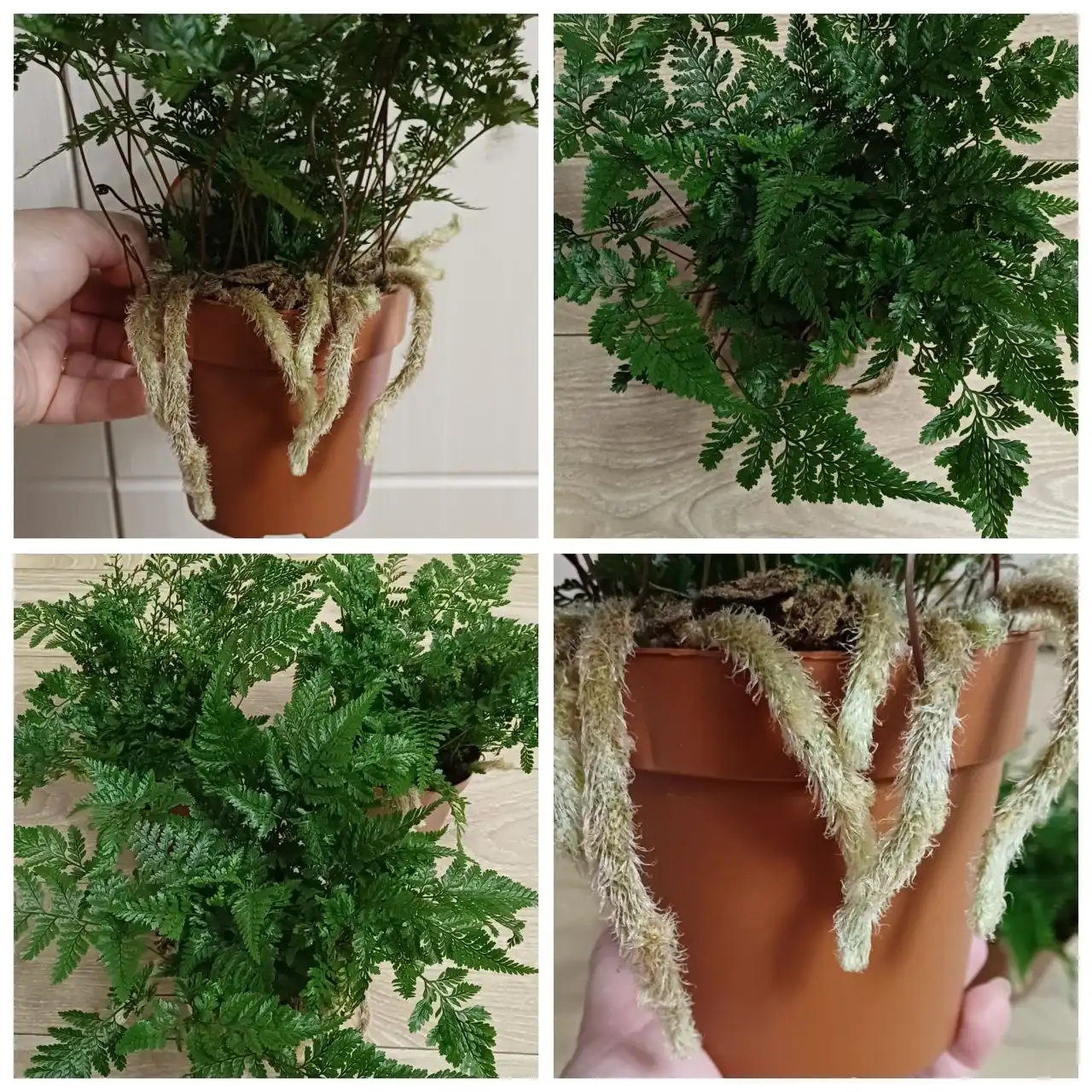 Продажа папоротника Даваллия - Растения (Хобби и отдых) в Энгельс