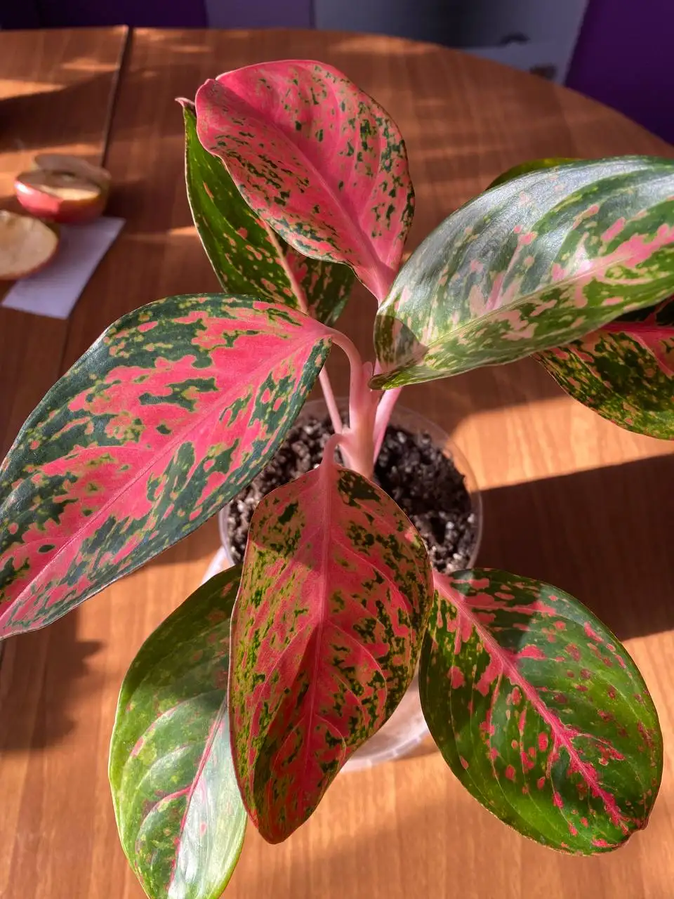 Продажа комнатных растений в активном росте - Комнатные растения (Хобби и отдых) в Энгельс