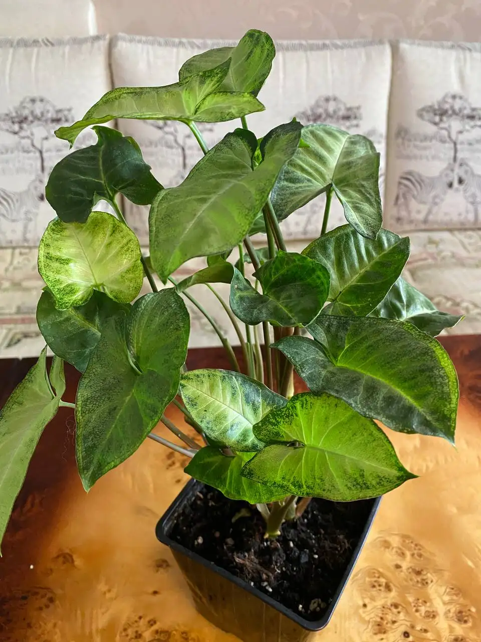 Продажа комнатных растений в активном росте - Комнатные растения (Хобби и отдых) в Энгельс