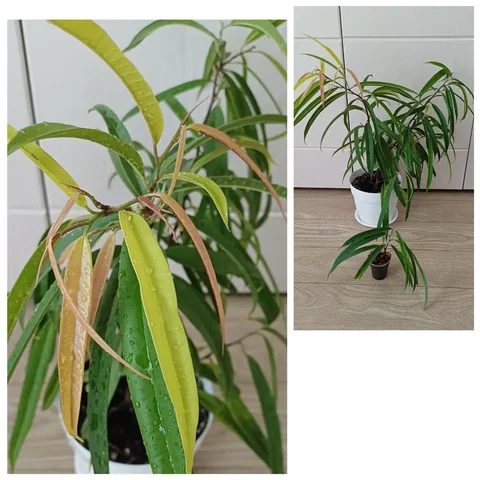 Фикус Али голд - Хобби и отдых в Энгельс