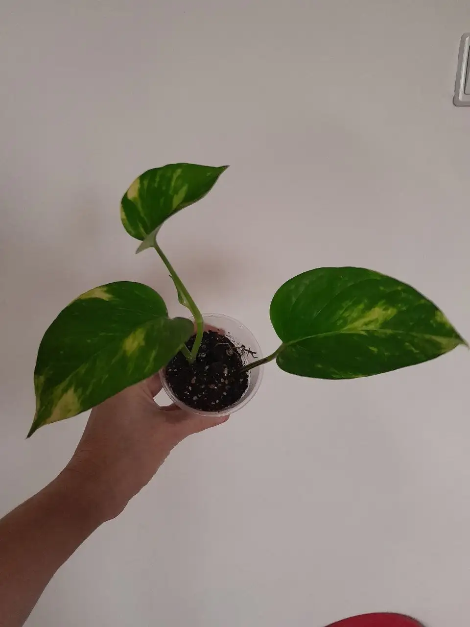 Продам укорененный отросток эпипремнум золотистый - Растения (Хобби и отдых) в Энгельс