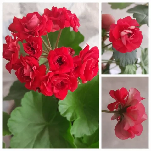 Продам укорененный отросток пеларгонии розебудной - Хобби и отдых в Энгельс