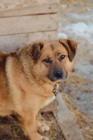 Пристройство собаки Элечки из приюта в Саратове - Собаки в Саратов