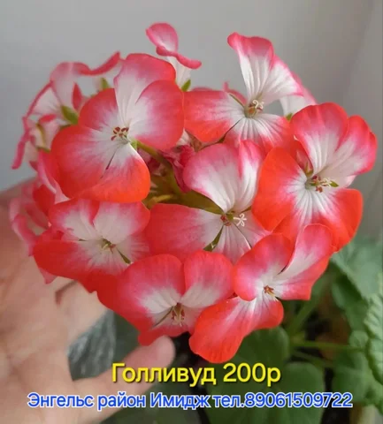 Укорененный отросток - Хобби и отдых в Энгельс