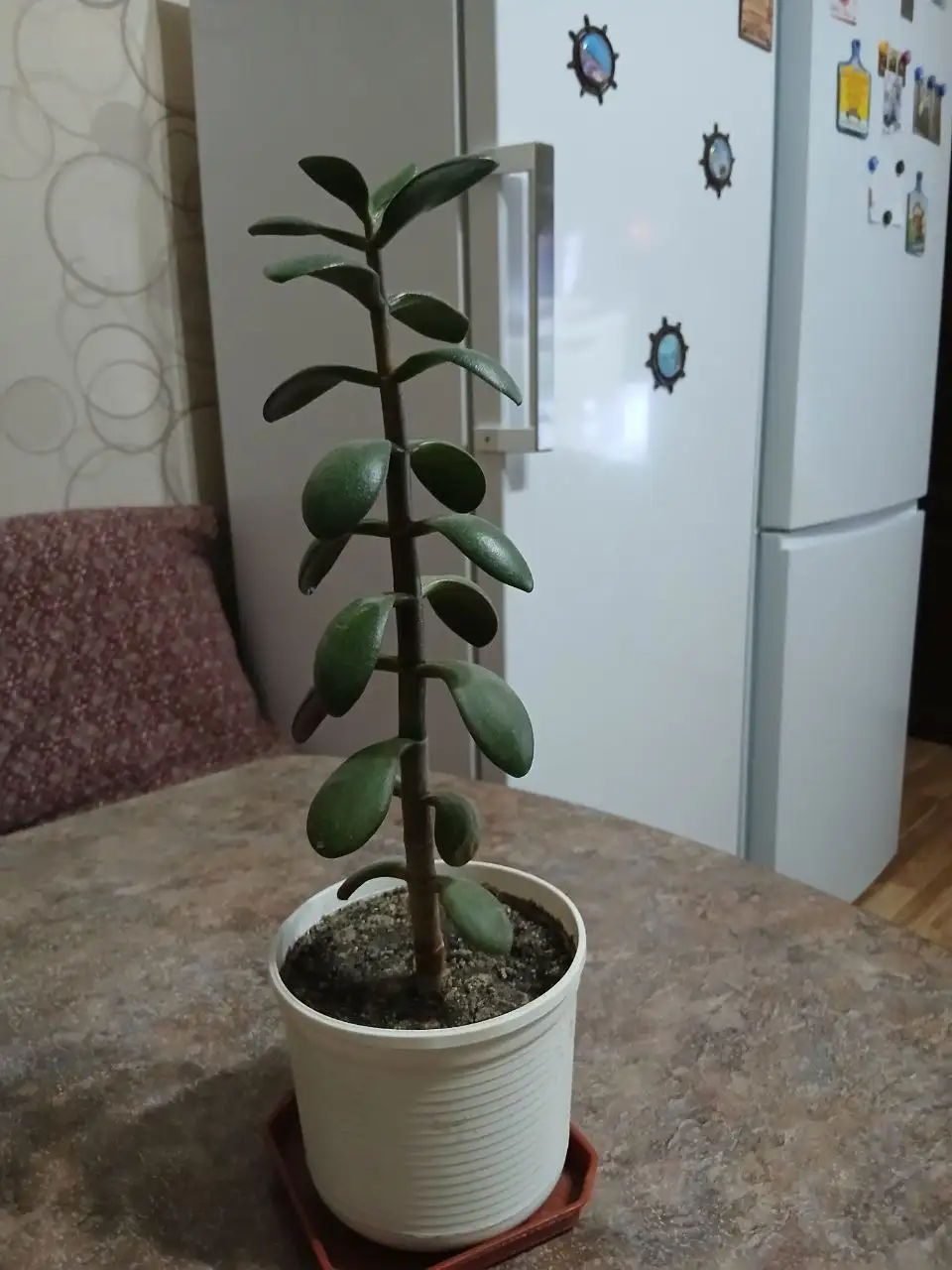 Толстянка денежное дерево в Саратове - Комнатные растения (Хобби и отдых) в Саратов