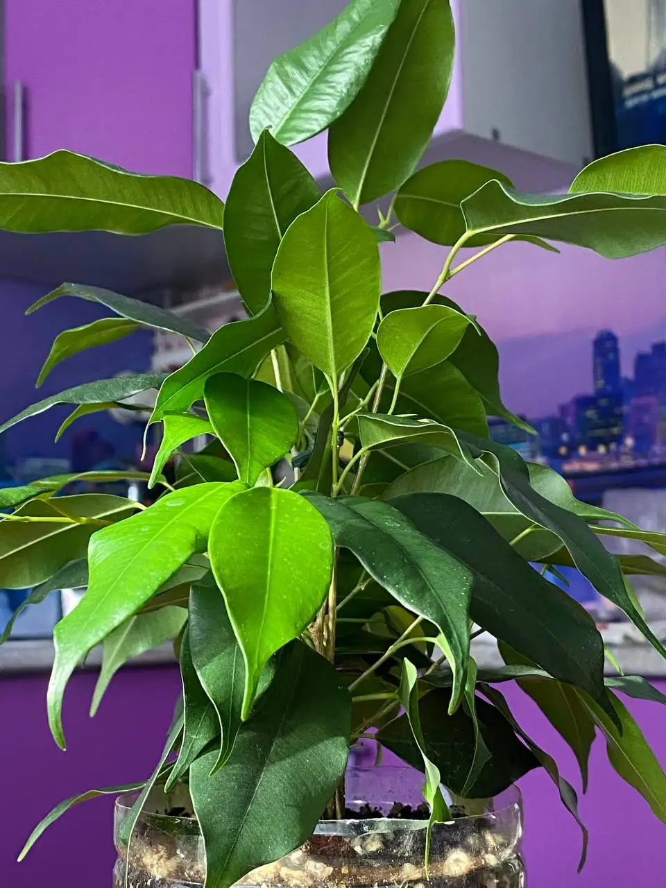 Продажа комнатных растений в активном росте - Комнатные растения (Хобби и отдых) в Приволжский