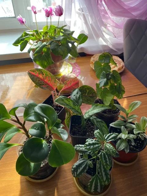 Продажа комнатных растений в активном росте - Хобби и отдых в Энгельс