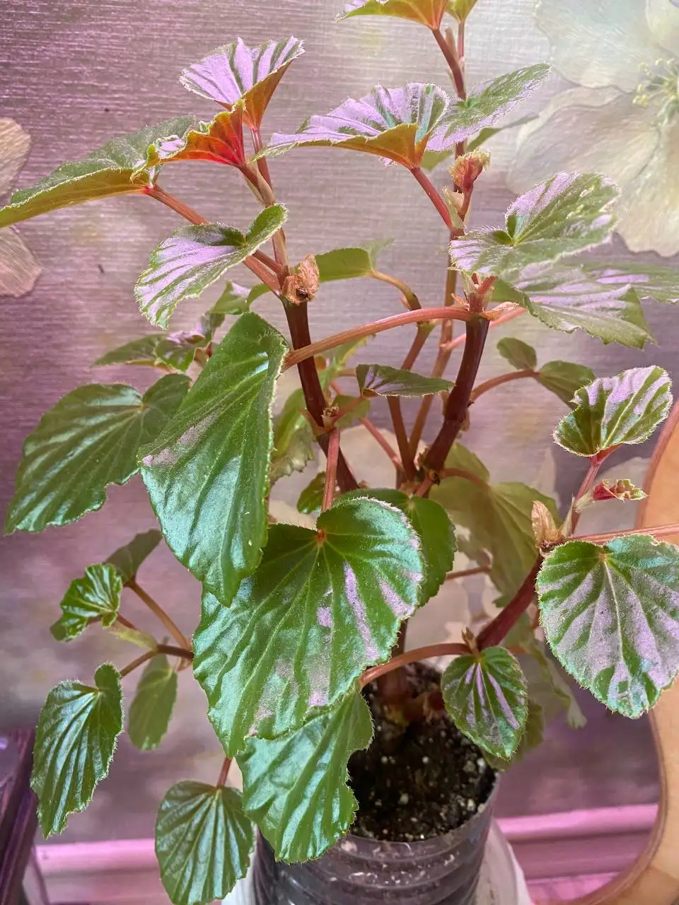 Продажа комнатных растений в активном росте - Растения (Хобби и отдых) в Энгельс