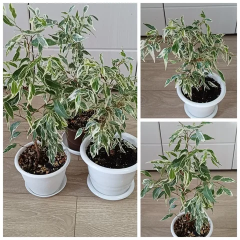 Фикус Пикси высотой 40-45 см - Хобби и отдых в Энгельс