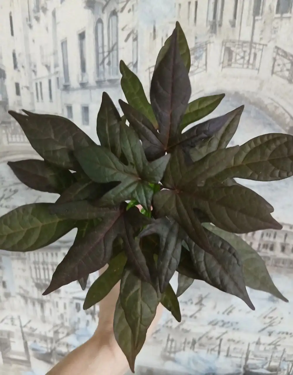 Продам укорененный отросток ипомея батат - Растения (Хобби и отдых) в Энгельс