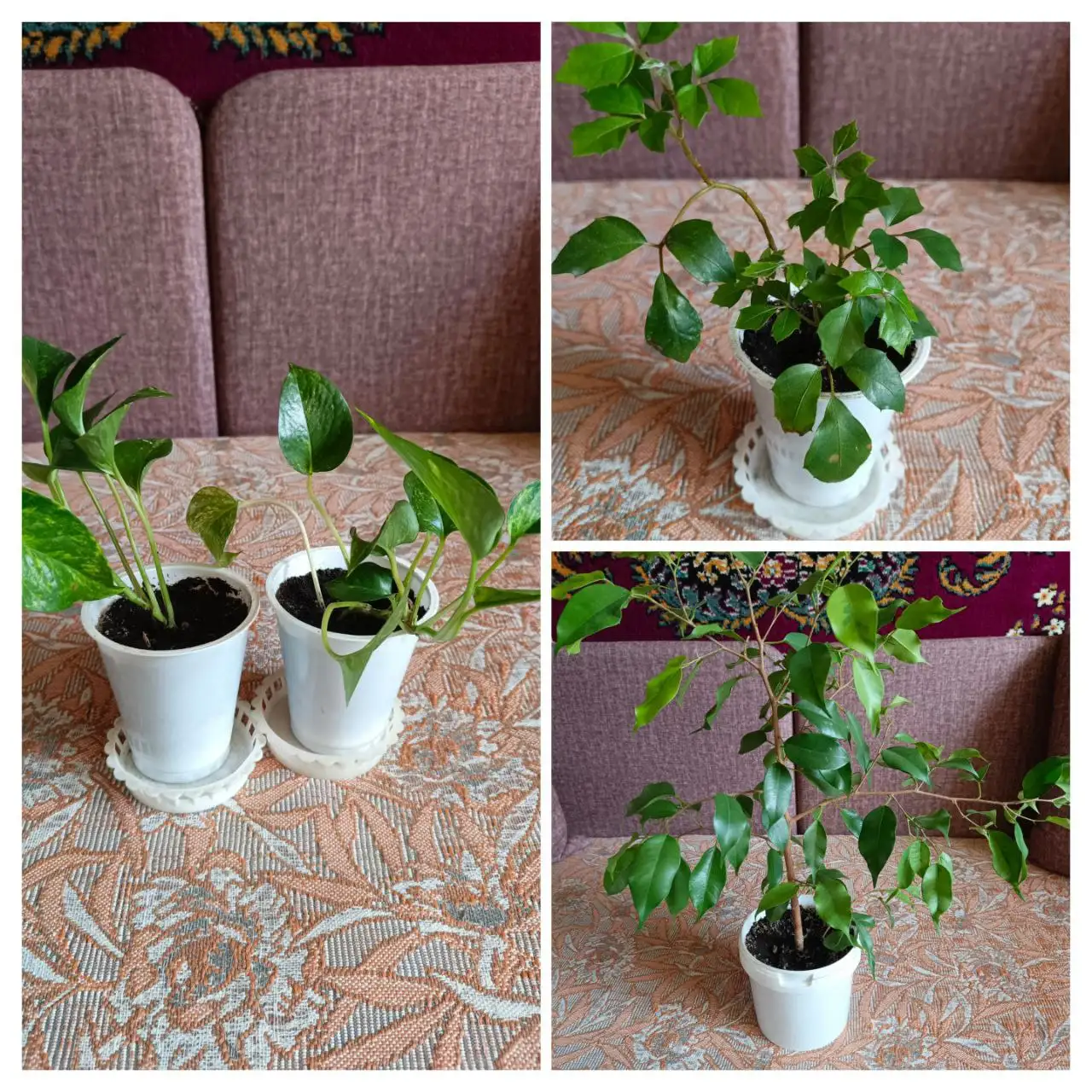 Продажа комнатных растений в Энгельсе - Комнатные растения (Хобби и отдых) в Энгельс