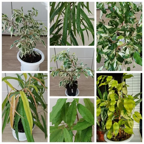 Продажа молодых фикусов разных сортов - Хобби и отдых в Энгельс