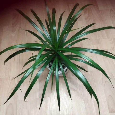 Продается драцена - Открытки/Поздравительные в Энгельс