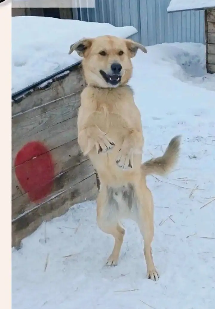 Щенок Мишутка ищет дом - Собаки (Животные) в Энгельс